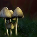 甜蜜惩罚 我是看守专用宠 l801j2da